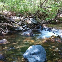 鱒レンジャーを持ってイワナの谷へ